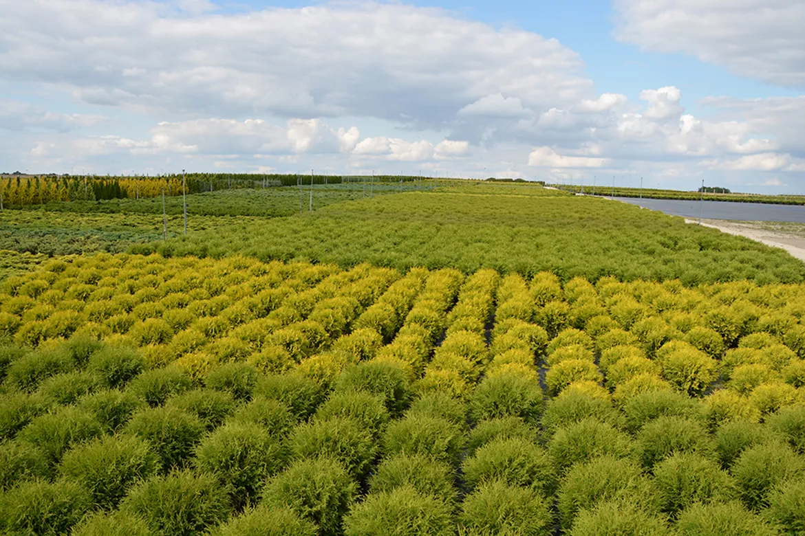 Pflanzung junger Bäume in der Herbstsaison