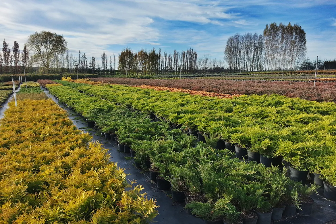 Plantage von Ziersträuchern bereit zum Versand
