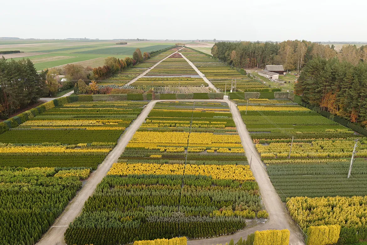 Spezialisierte Anzucht von Nadelbäumen