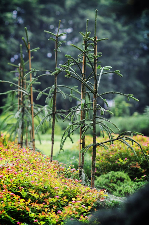 Gemeine Fichte 'Dr Barański' - Fotografie
