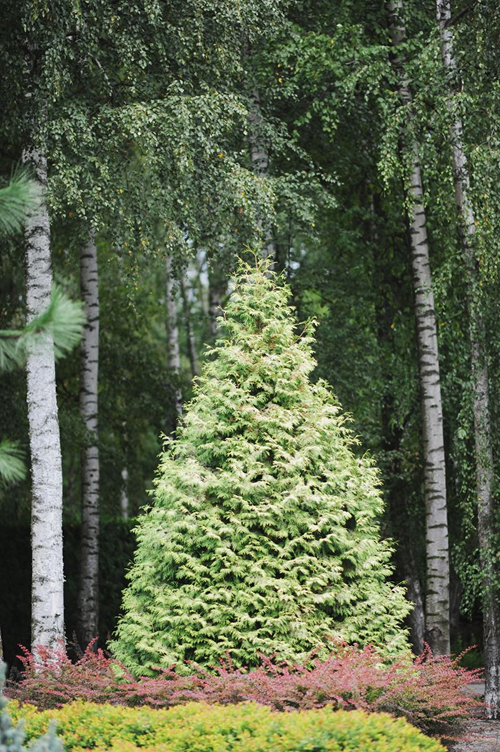Abendländischer Lebensbaum 'BÓR' - Fotografie