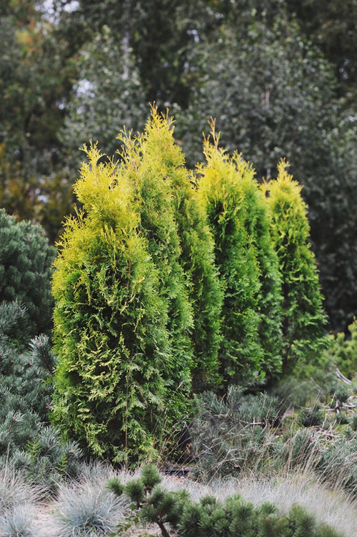 Abendländischer Lebensbaum 'Golden Rocket' - Fotografie