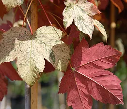 Reihen junger Obstbäume in der Baumschule