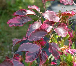 spezielle säulenförmige Obstbäume in Containern