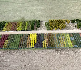 reiches Rosensortiment in schwarzen Töpfen