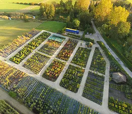 Plantage junger Fichten und Tannen