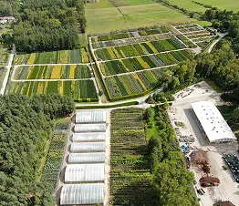 regelmäßig geschnittene Ziersträucher in der Baumschule