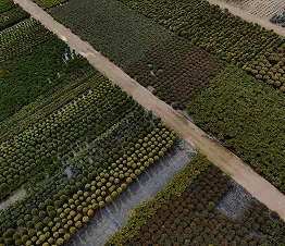 Alleebäume mit geraden Stämmen bereit zur Pflanzung