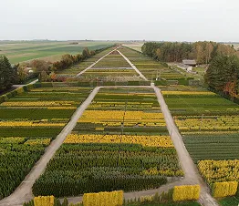 spezialisierte veredelte Formen von Bäumen und Sträuchern