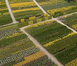 Kollektion von Kletterpflanzen in Anzuchttöpfen