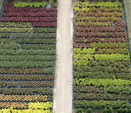 Farbpalette von Heiden und Erikas