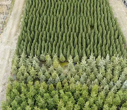niedrige Bodendecker-Sträucher ideal für Hänge