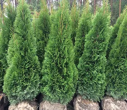 dicht verzweigte Sträucher für Heckenerstellung