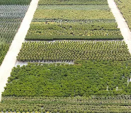 Verpackung und Vorbereitung der Pflanzen für Kunden