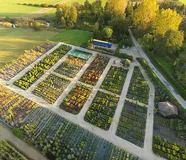 Detail gesunder Wurzeln gezüchteter Bäume