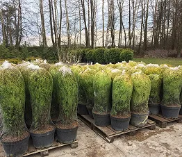 Gesamtansicht der Baumschule in der Sommersaison